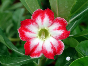 (image for) Adenium Obesum \'Belle Story\' x 5 Seeds